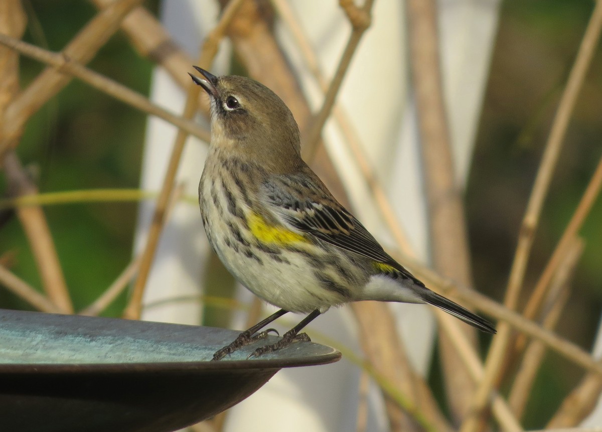 Yellow-rumped Warbler (Myrtle) - Tim Armstrong