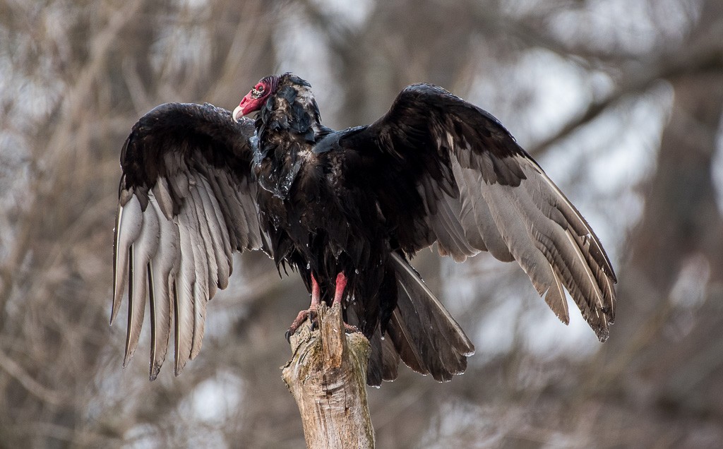 Turkey Vulture - Gregg Petersen