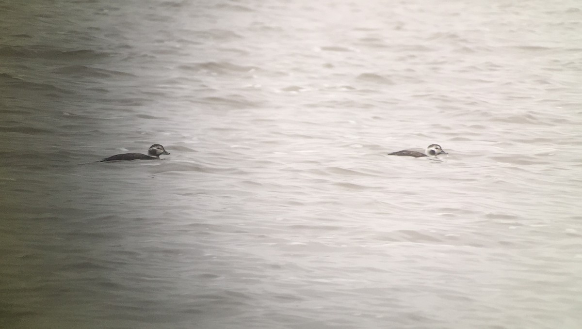 Long-tailed Duck - ML41214971
