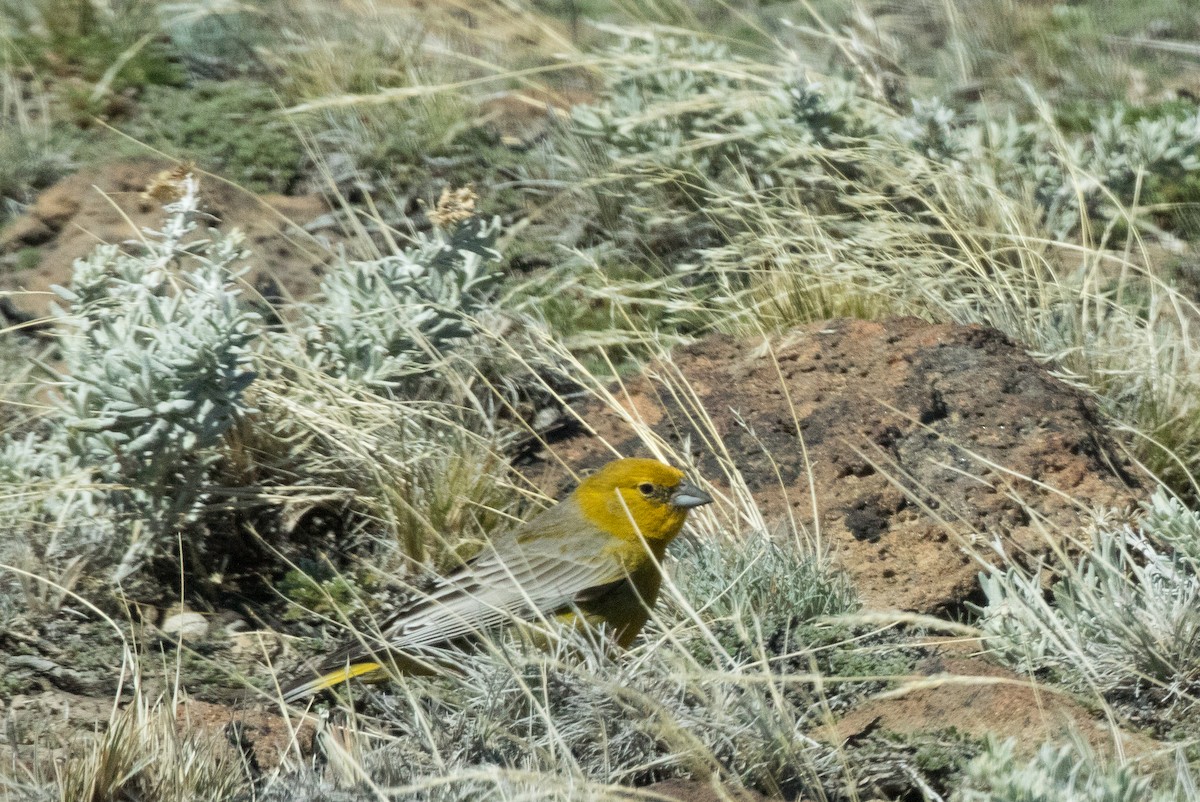 Greater Yellow-Finch - ML412149881
