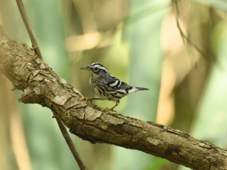 Black-and-white Warbler - ML412151191