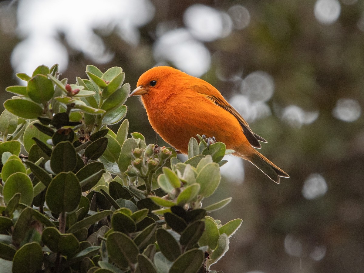 Hawaii Akepa - Loxops coccineus - Birds of the World