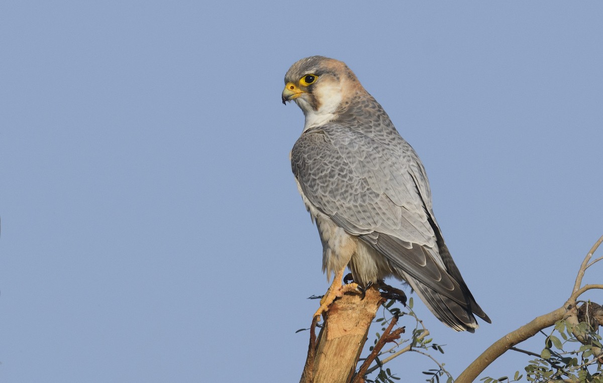Peregrine Falcon (Red-capped) - ML412153631