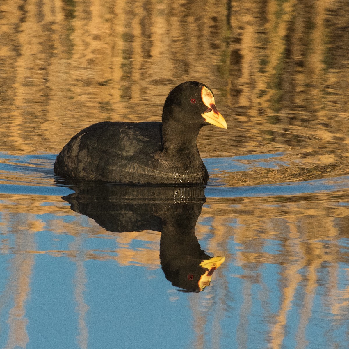 Red-gartered Coot - ML412154661