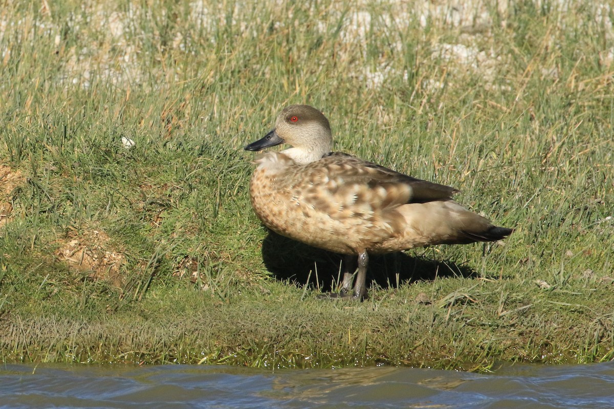 Crested Duck - ML412154781