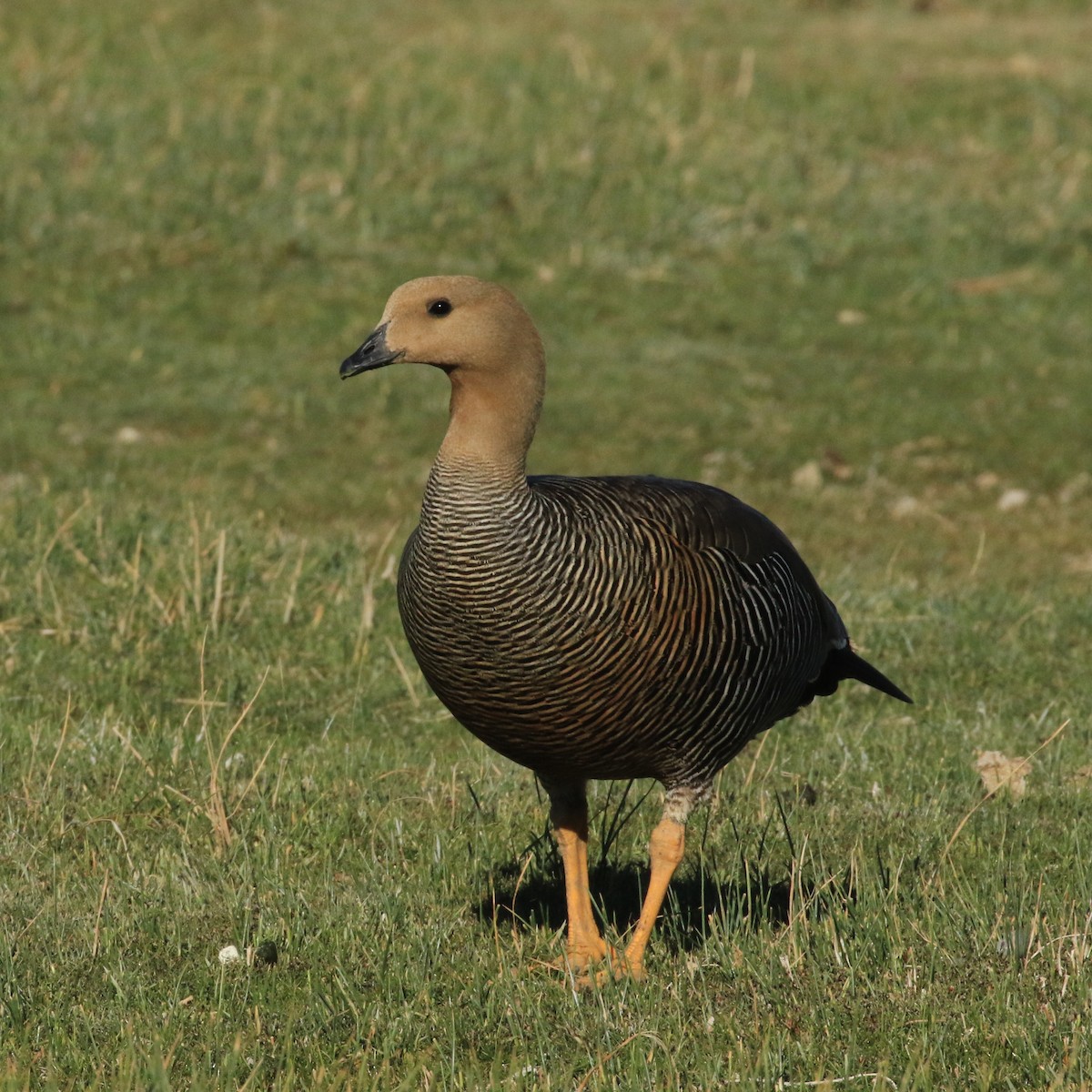 Upland Goose (White-breasted) - ML412155541