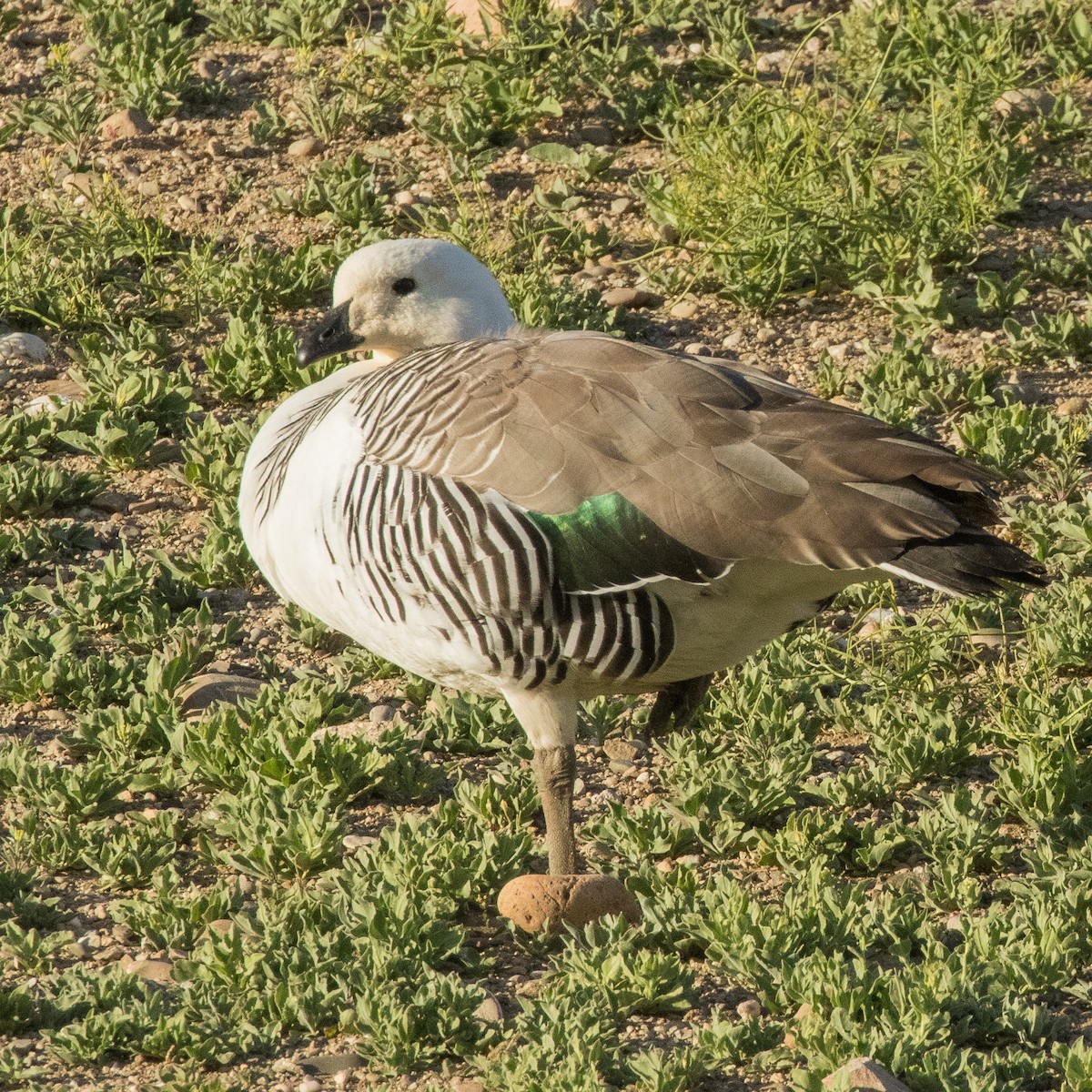 Upland Goose (White-breasted) - ML412155911
