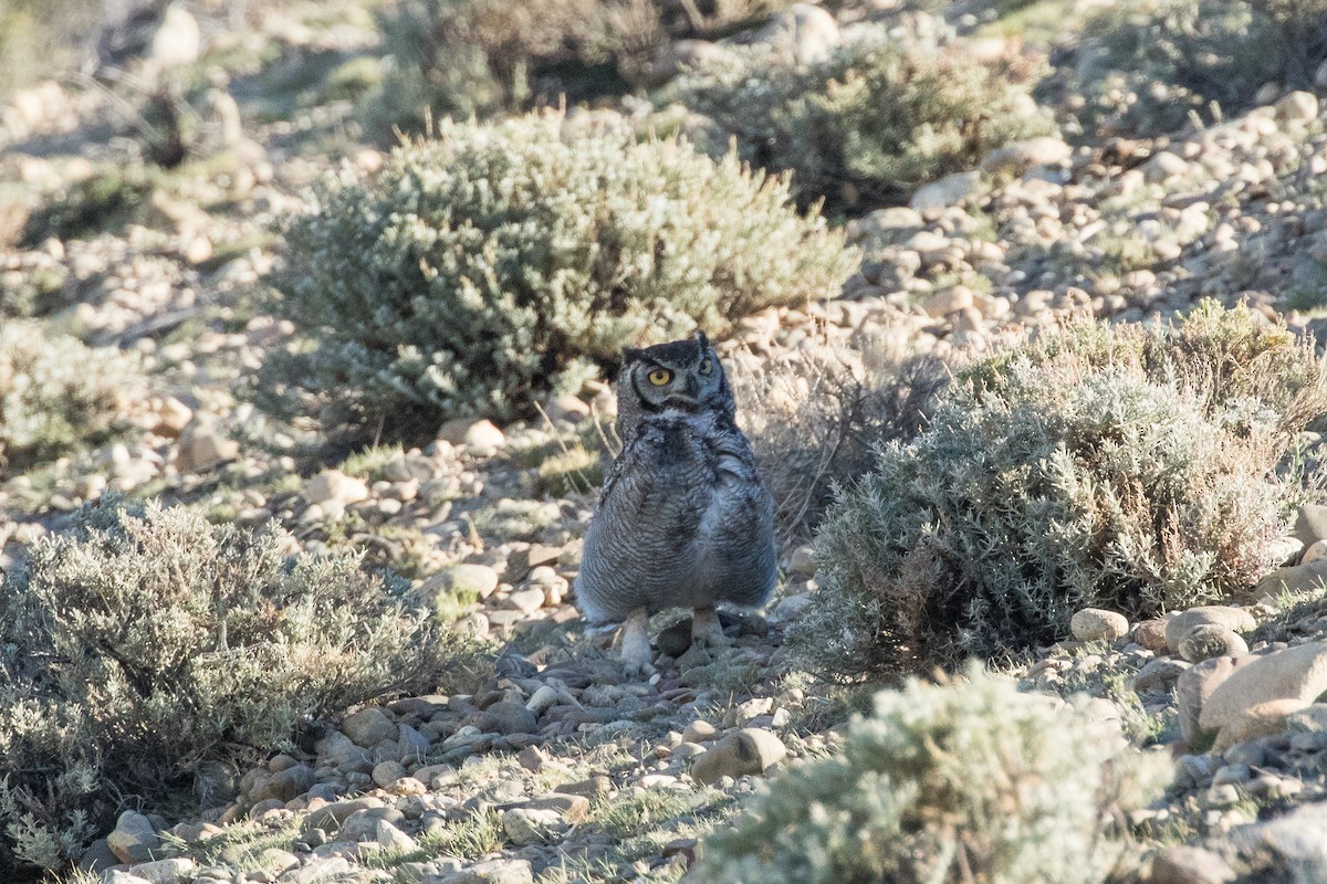 Lesser Horned Owl - ML412156781