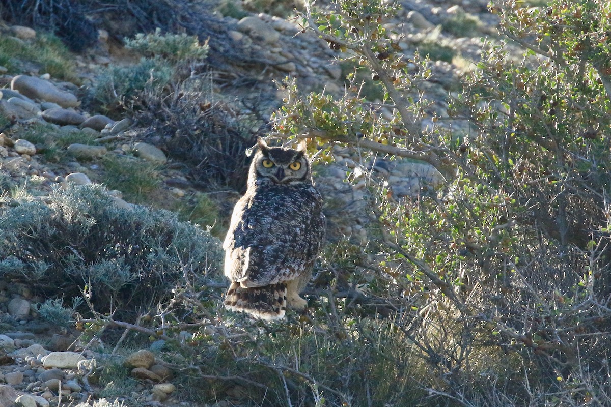 Lesser Horned Owl - ML412157011