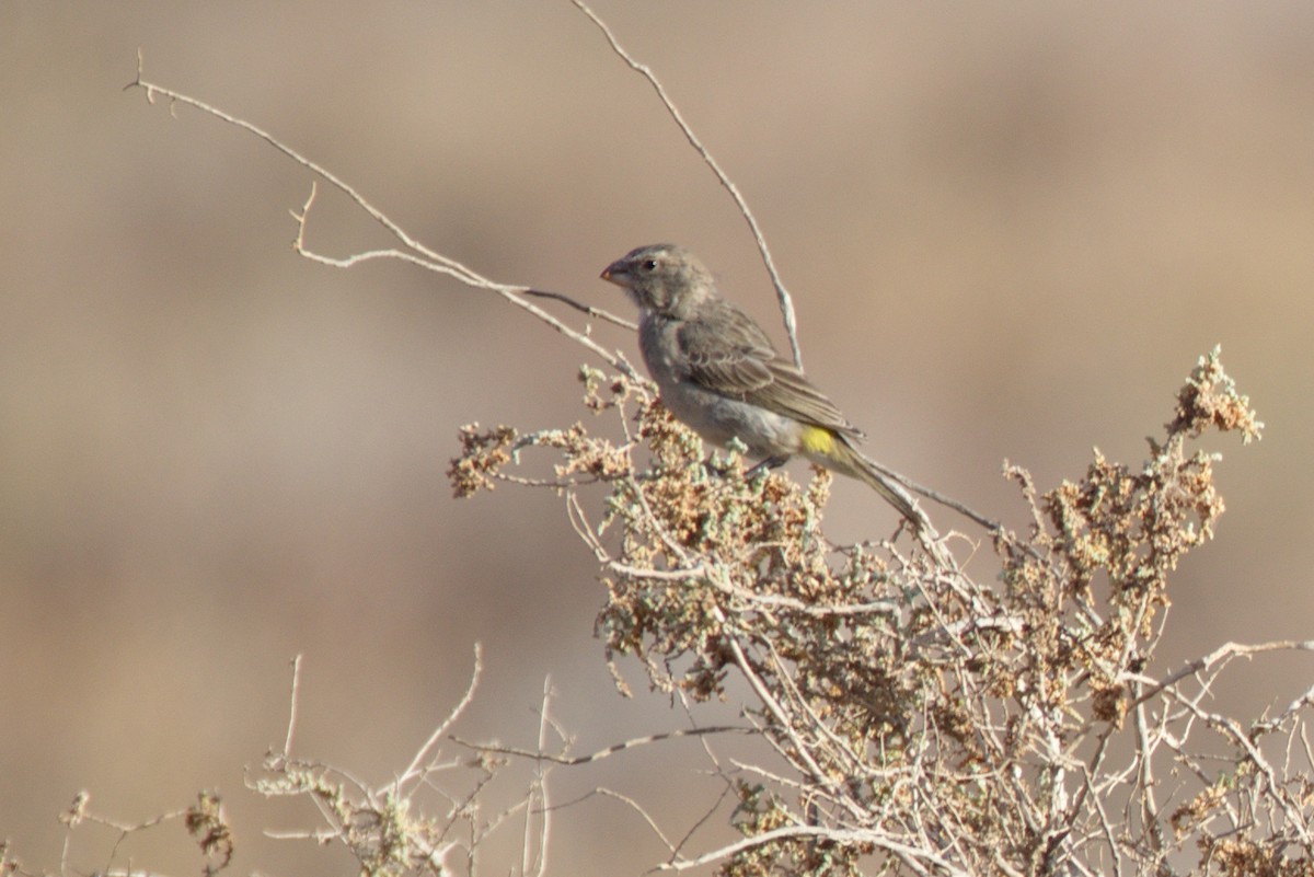 White-throated Canary - ML412157221