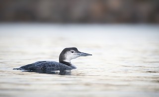 Common Loon