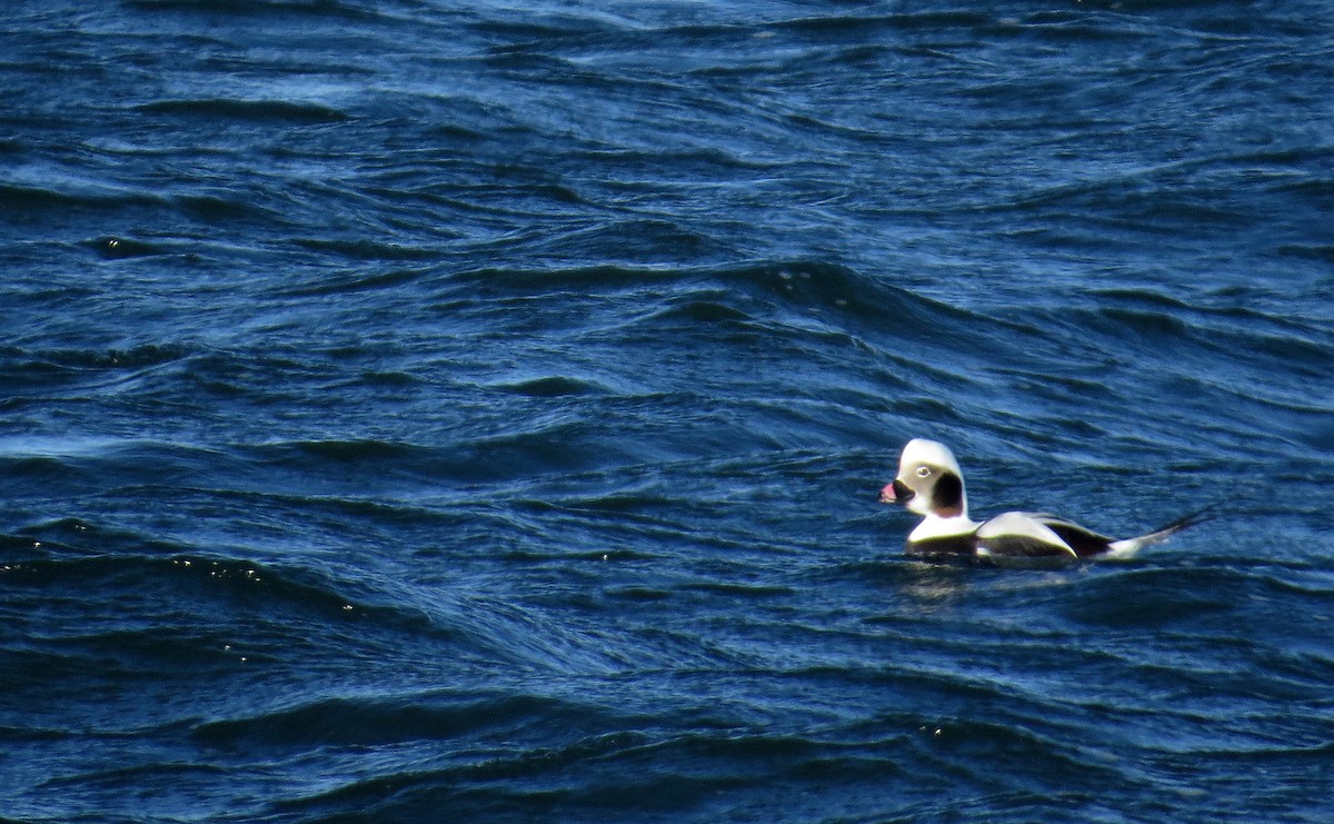 Long-tailed Duck - ML41216391