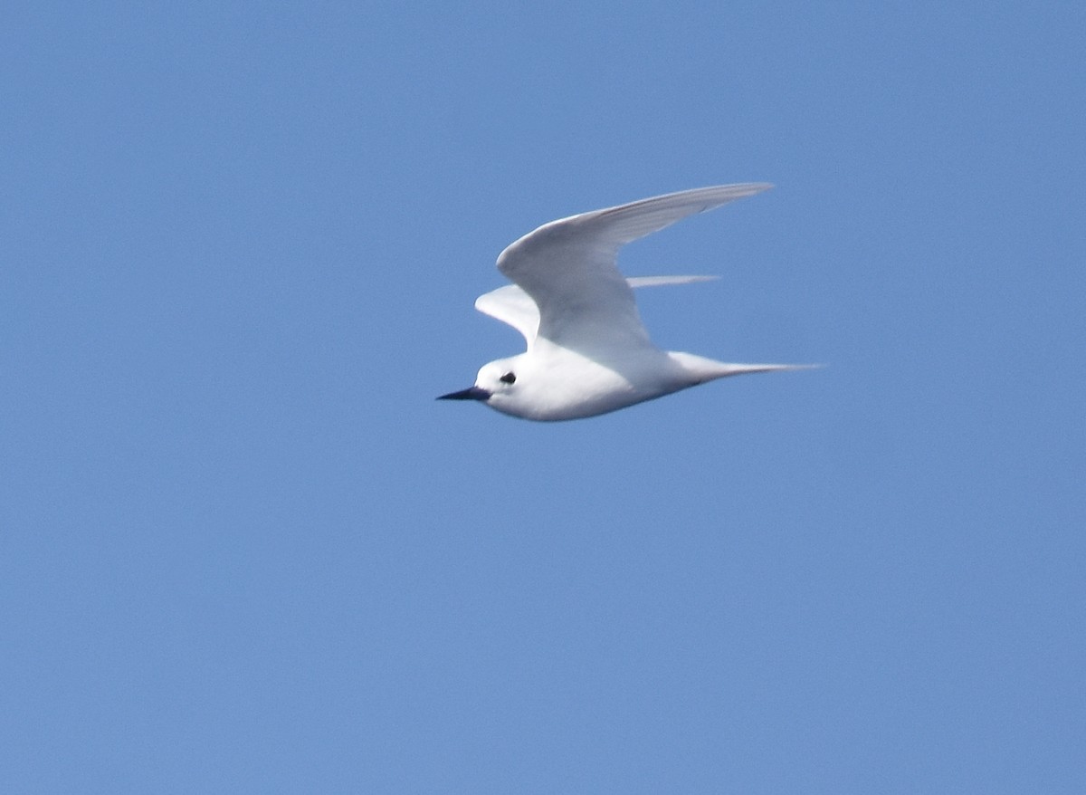 White Tern (Pacific) - ML412168121