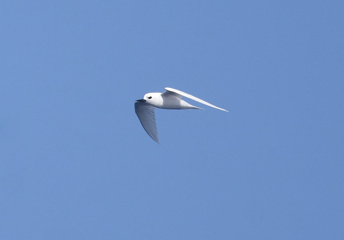White Tern (Pacific) - ML412168131