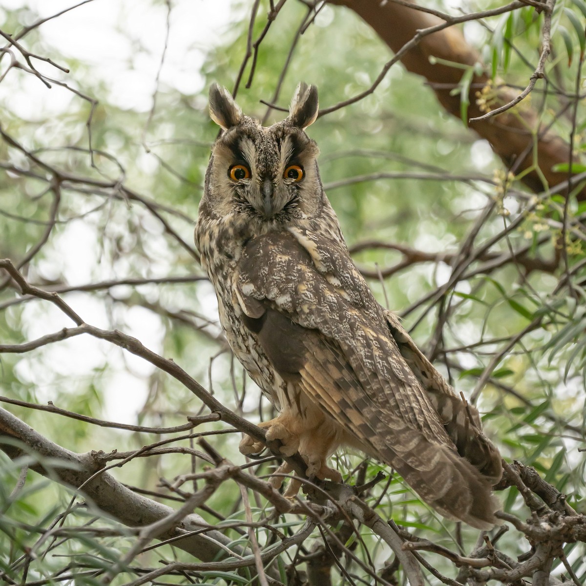 Long-eared Owl - Aitor gil guruceaga