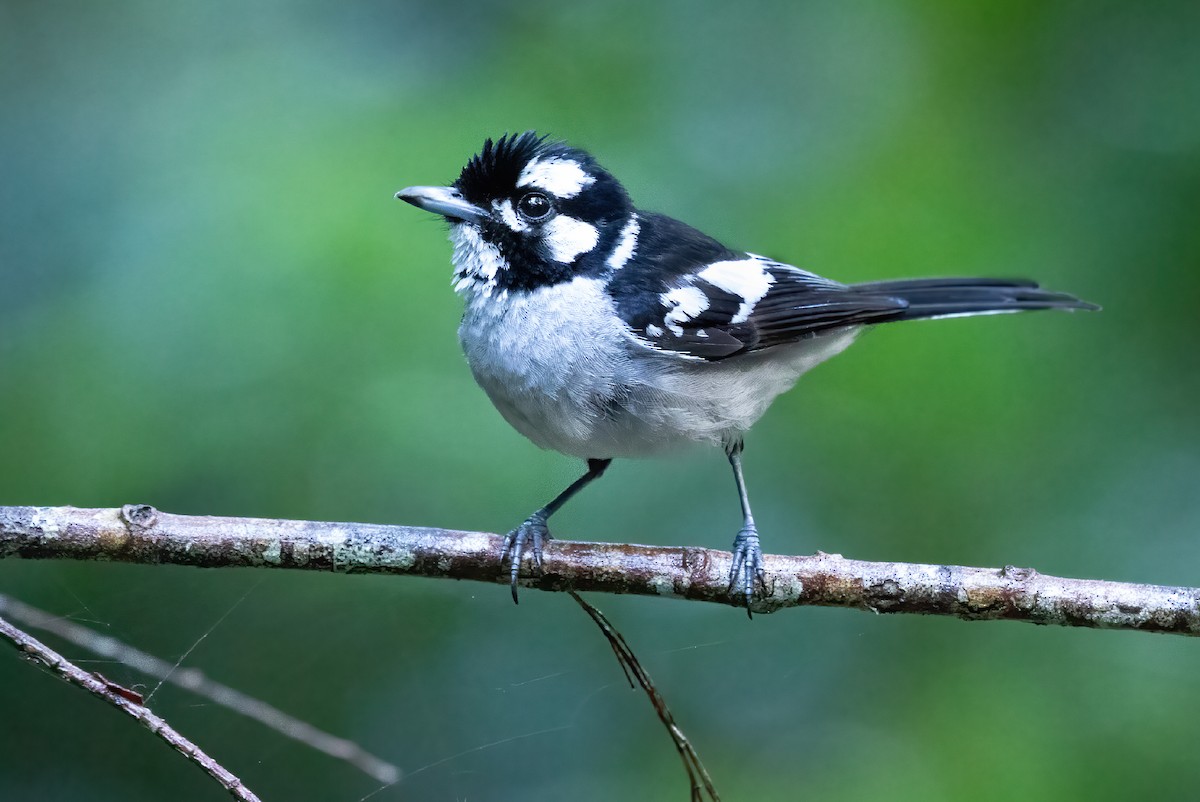 White-eared Monarch - David Ongley