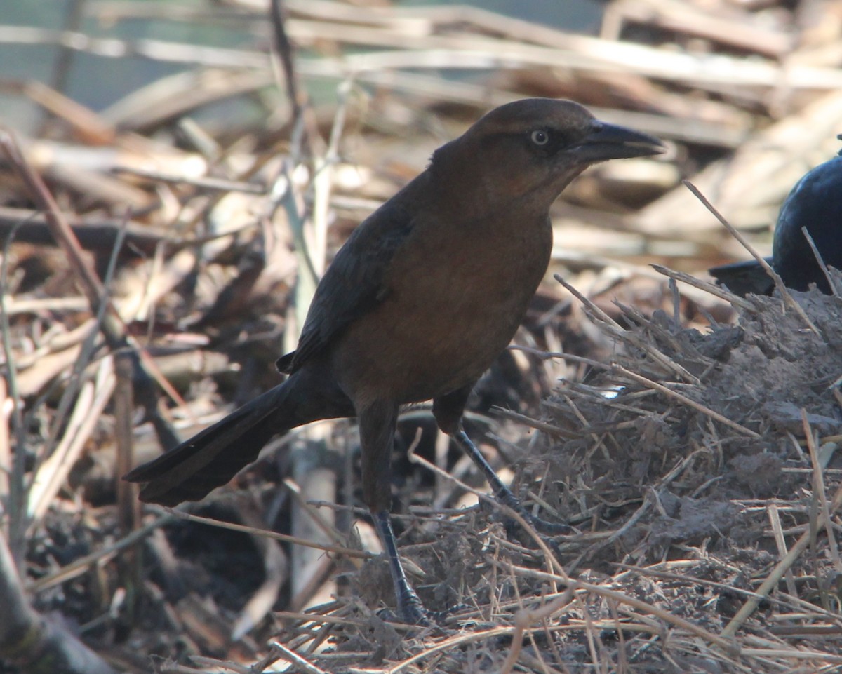 Great-tailed Grackle - ML41217921