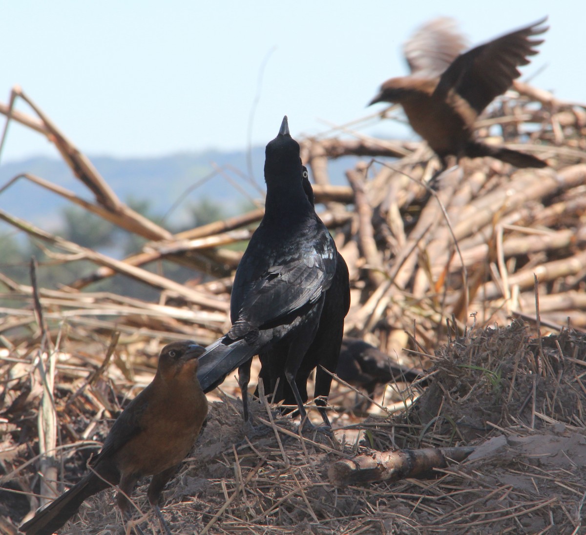 Great-tailed Grackle - ML41217951