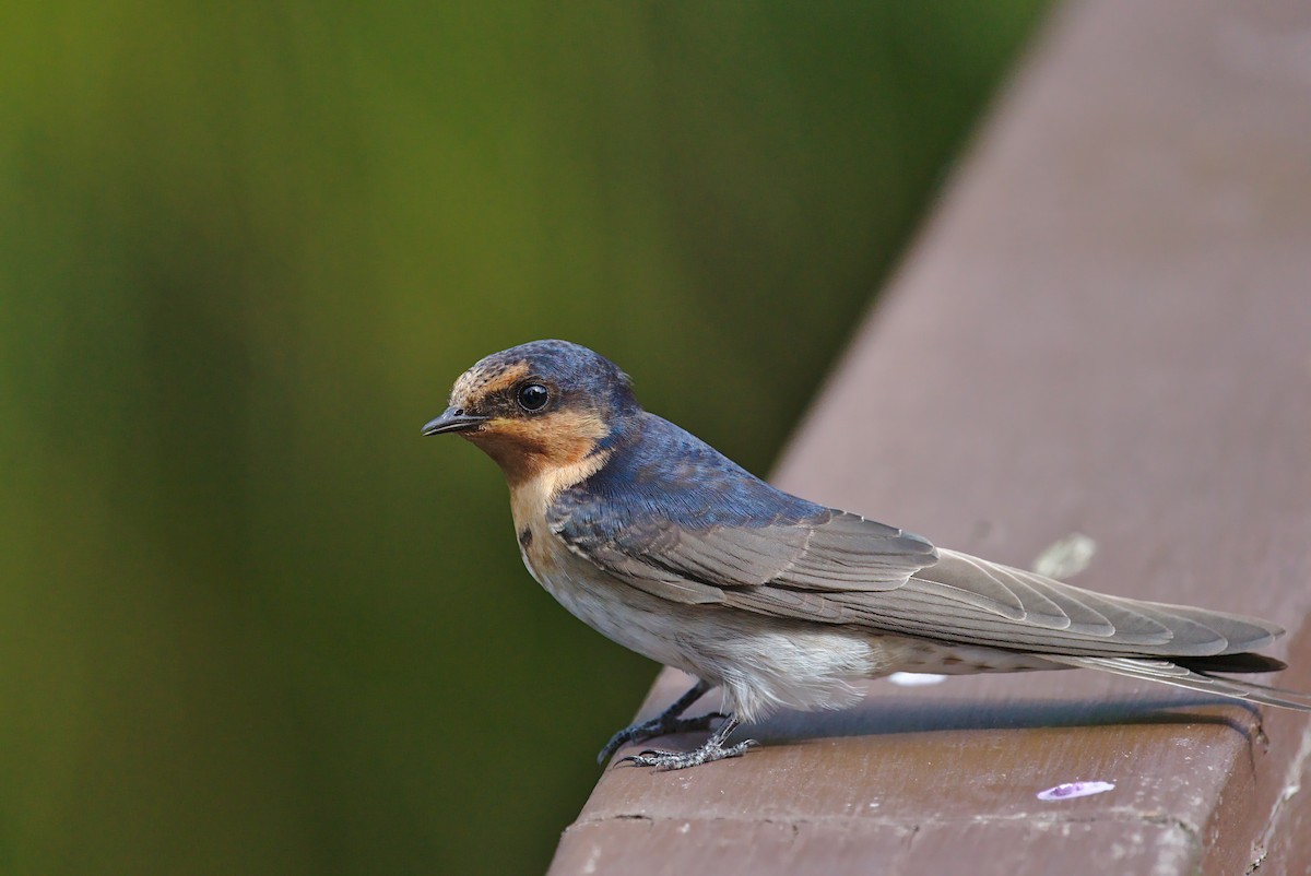 Welcome Swallow - ML412180711