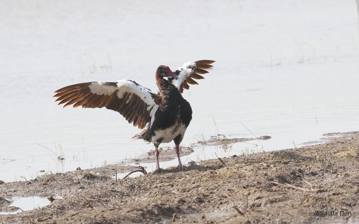 Spur-winged Goose (Northern) - ML412186801