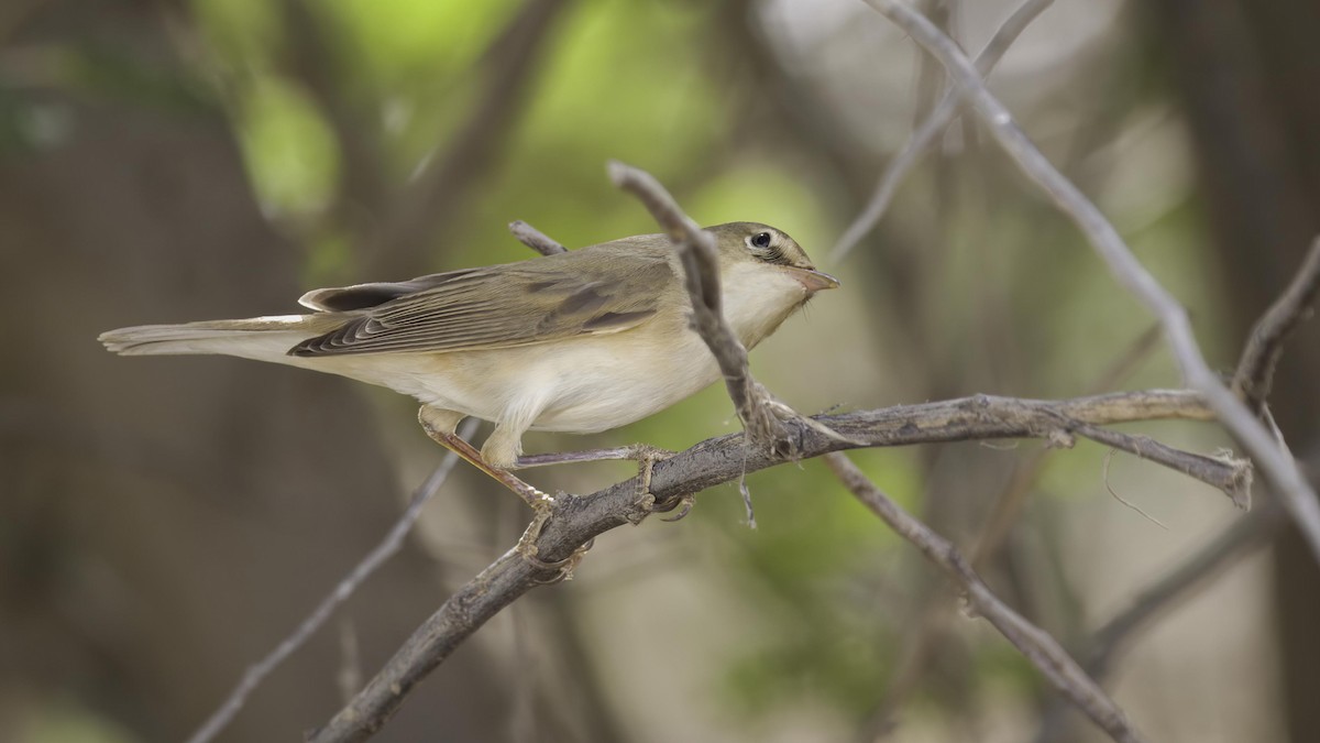 Booted/Sykes's Warbler - Markus Craig