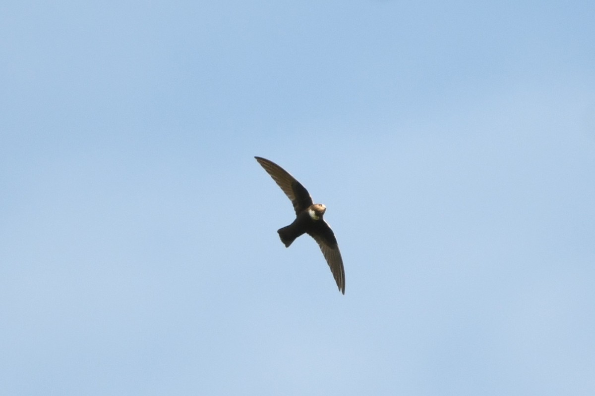 White-chested Swift - Marcin Sołowiej