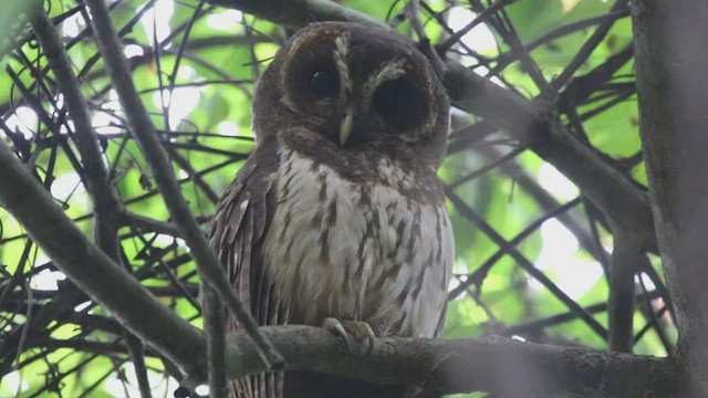 Mottled Owl - ML412202101