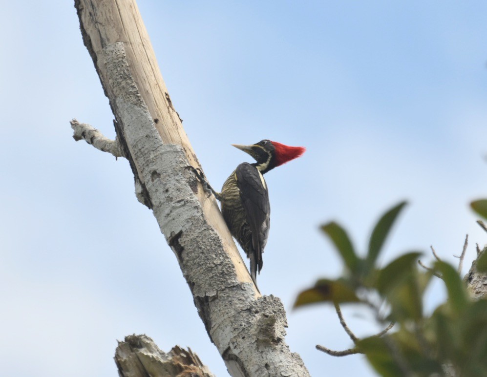 Lineated Woodpecker - ML412202191