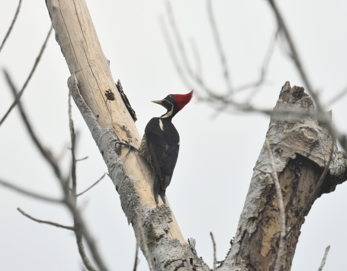 Lineated Woodpecker - ML412202201