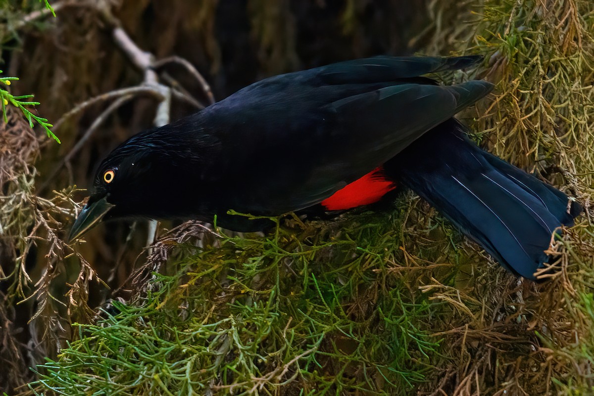 Red-bellied Grackle - ML412203291