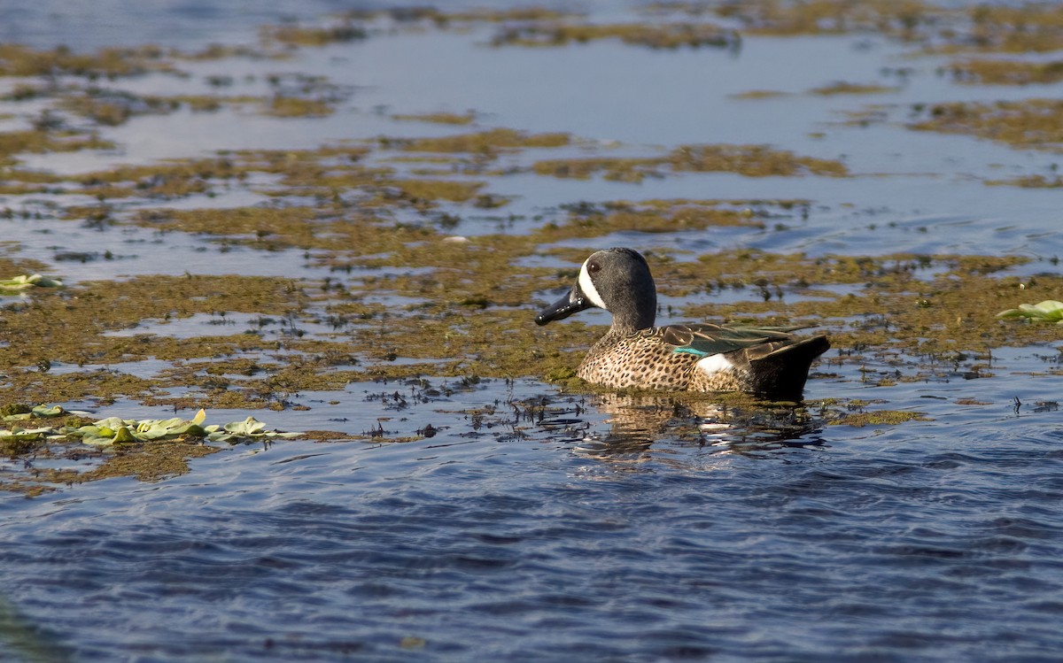 Blue-winged Teal - ML412203891
