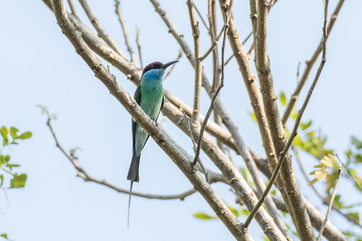 Blue-throated Bee-eater - ML412205591