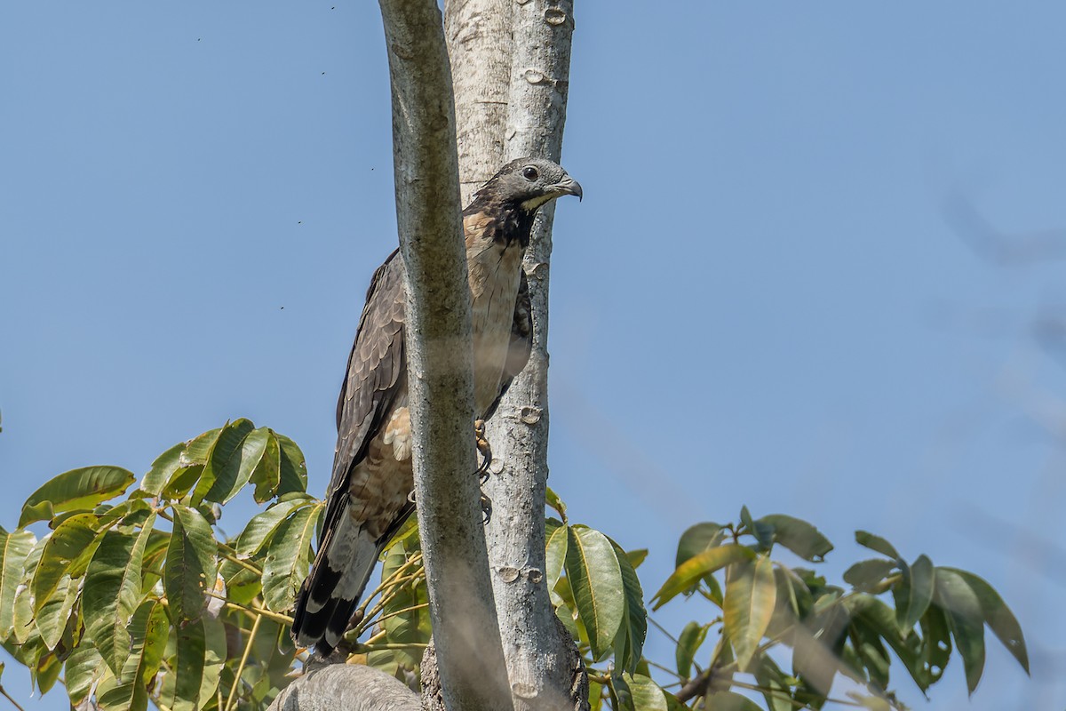Oriental Honey-buzzard (Northern) - Wich’yanan Limparungpatthanakij