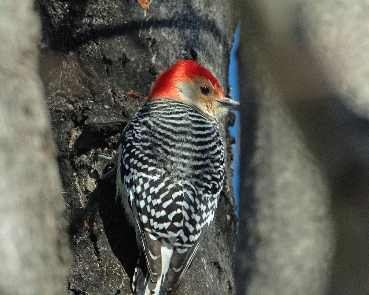 Red-bellied Woodpecker - ML412205851