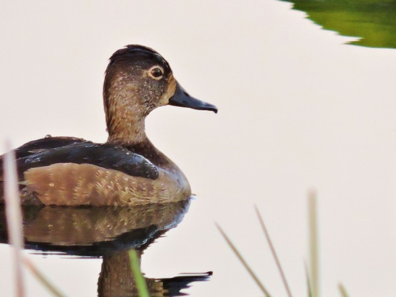 Ring-necked Duck - ML41220661