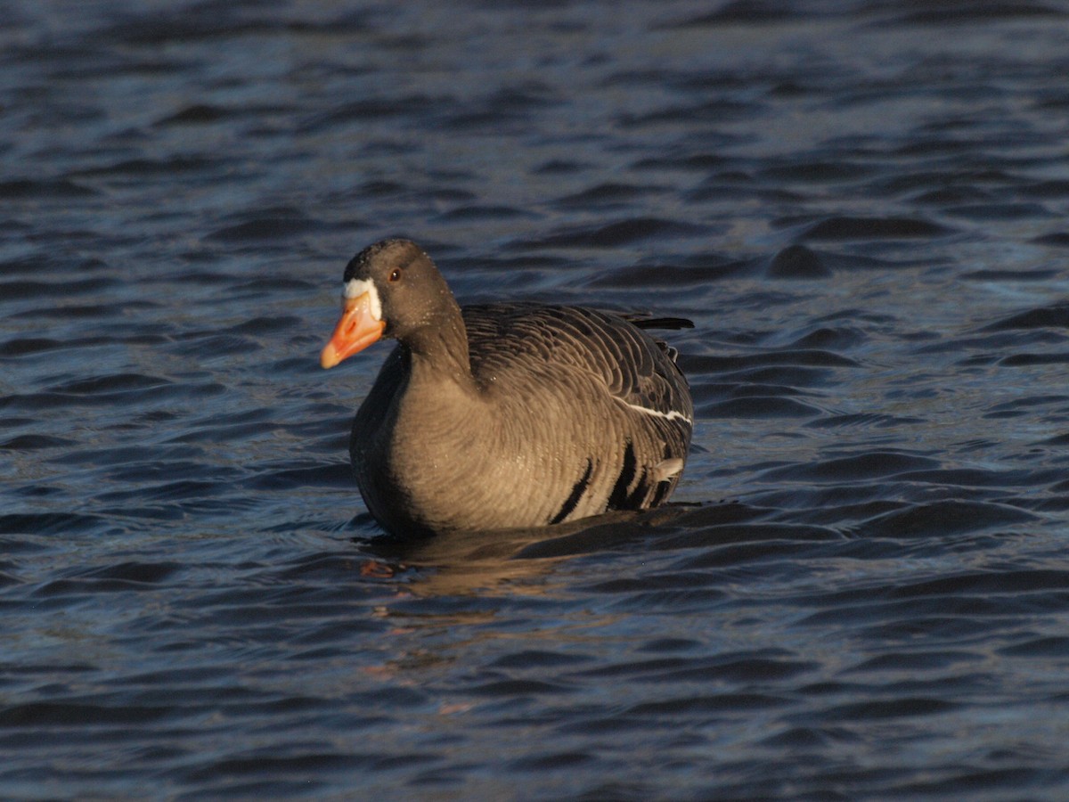 Greater White-fronted Goose - ML41220851