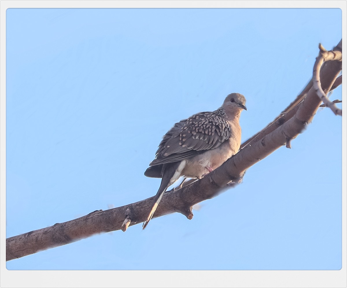 Spotted Dove - ML412212971