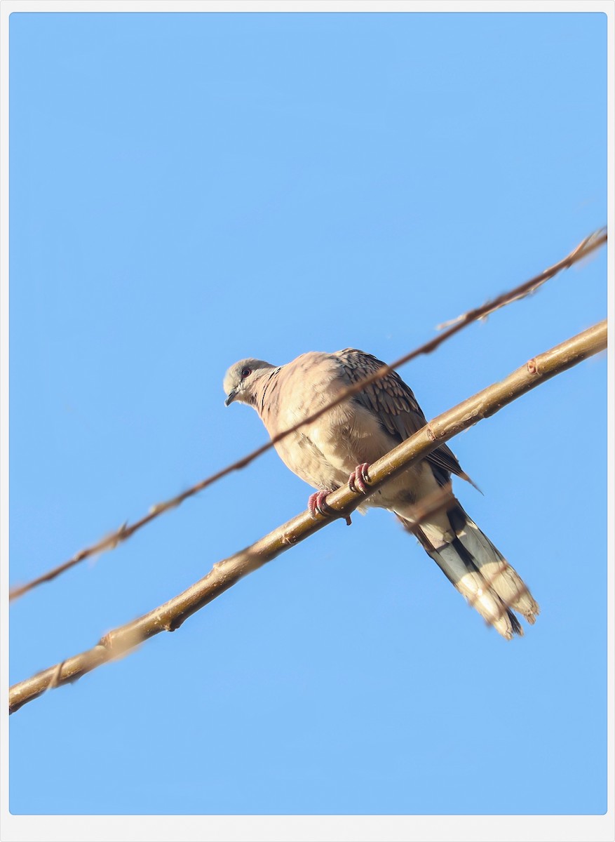 Spotted Dove - Waseem Bhat