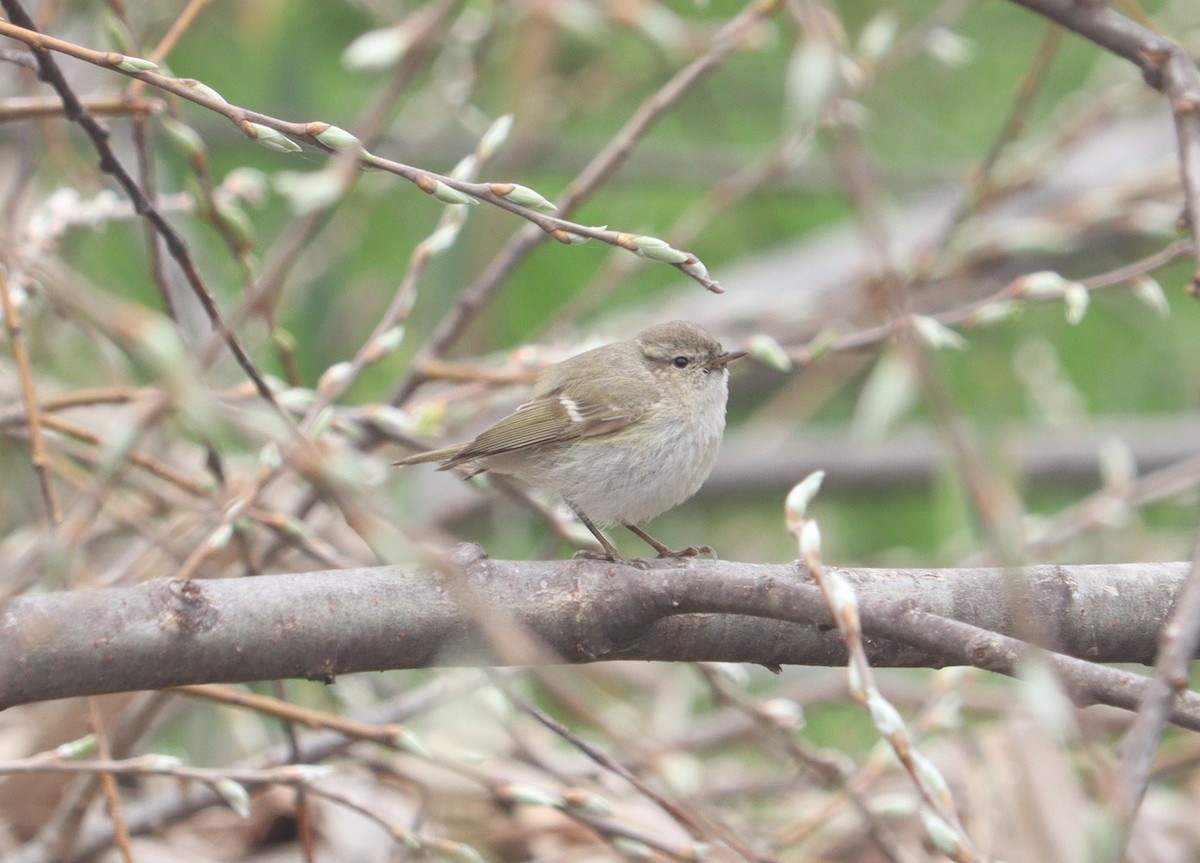 Hume's Warbler - ML412213551