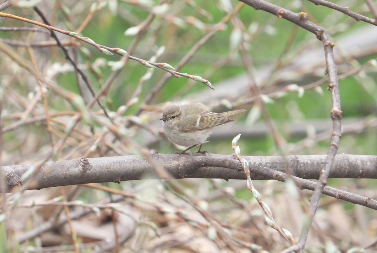Hume's Warbler - ML412213561
