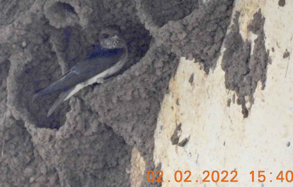 Hirondelle fluviatile - ML412214561