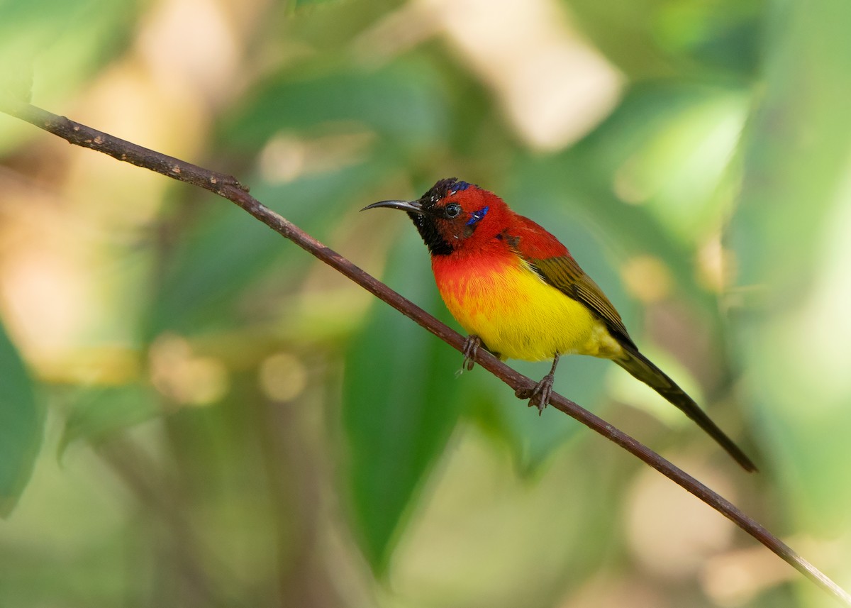 Mrs. Gould's Sunbird (Scarlet-breasted) - ML412214901
