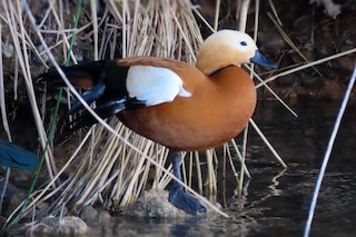 Ruddy Shelduck, ML412215431
