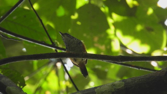 Peruvian Warbling-Antbird - ML412216171
