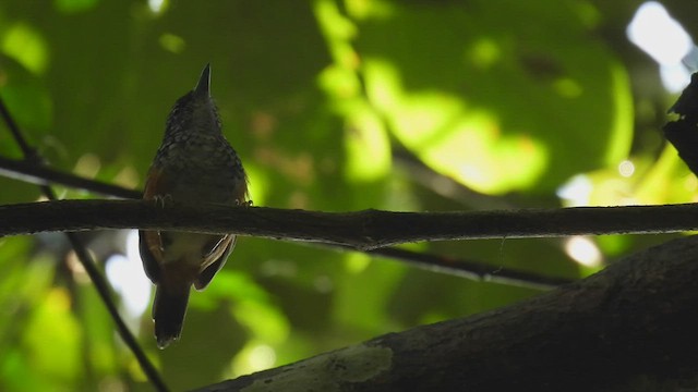 Peruvian Warbling-Antbird - ML412216261