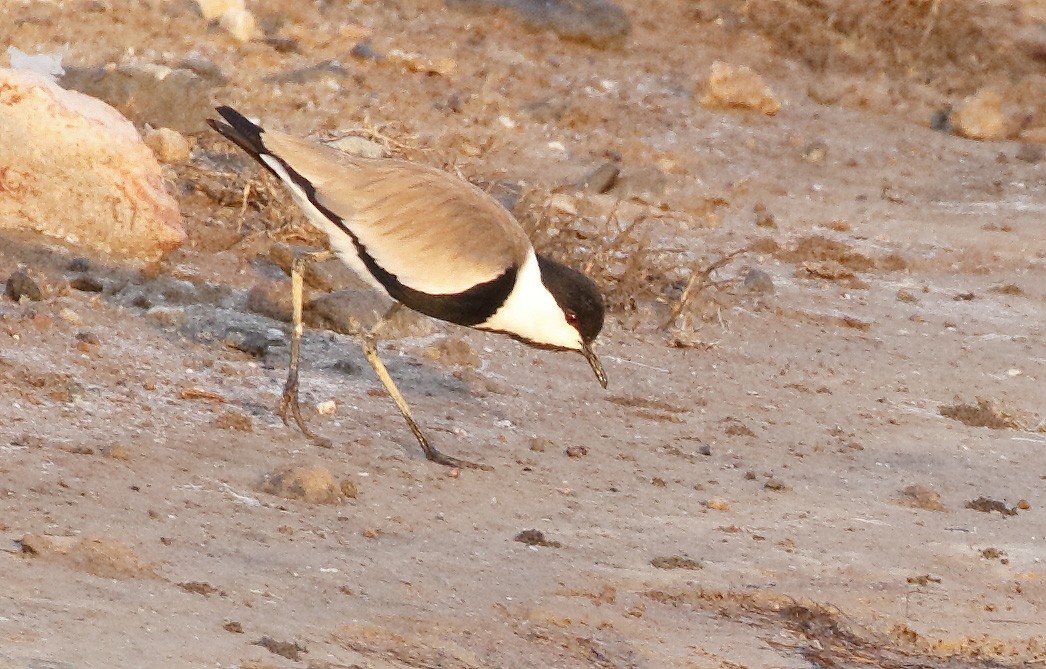Spur-winged Lapwing - ML412222331