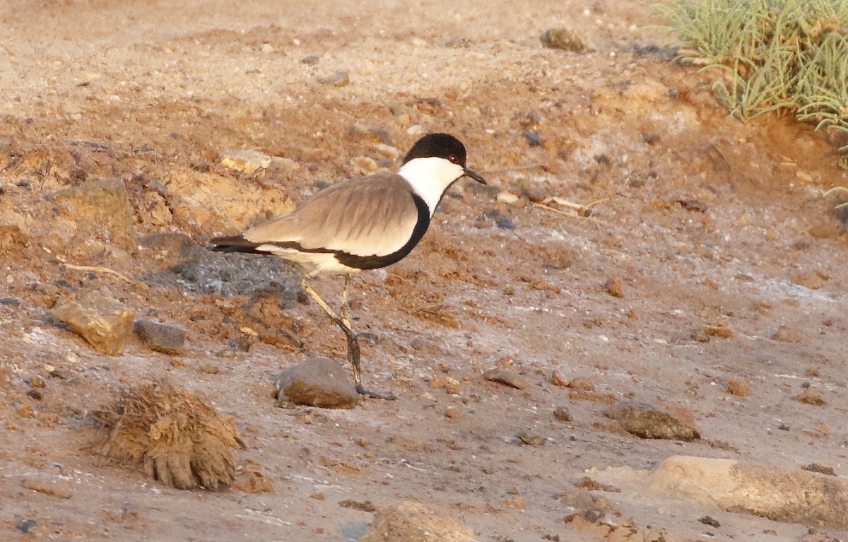Spur-winged Lapwing - ML412222351