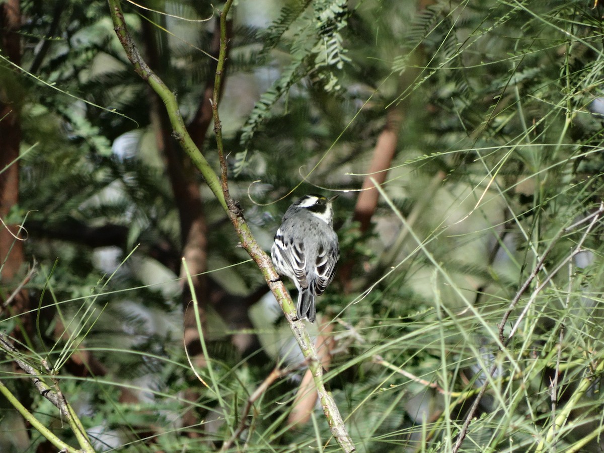 Black-throated Gray Warbler - Janine McCabe
