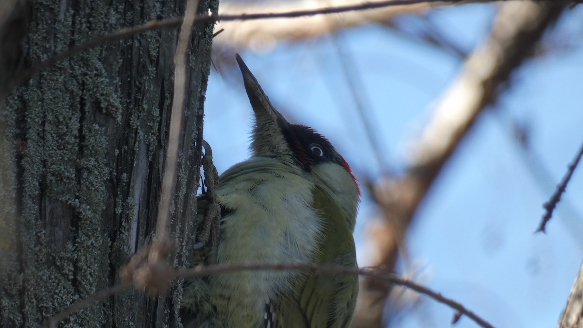 Eurasian Green Woodpecker - ML412225881
