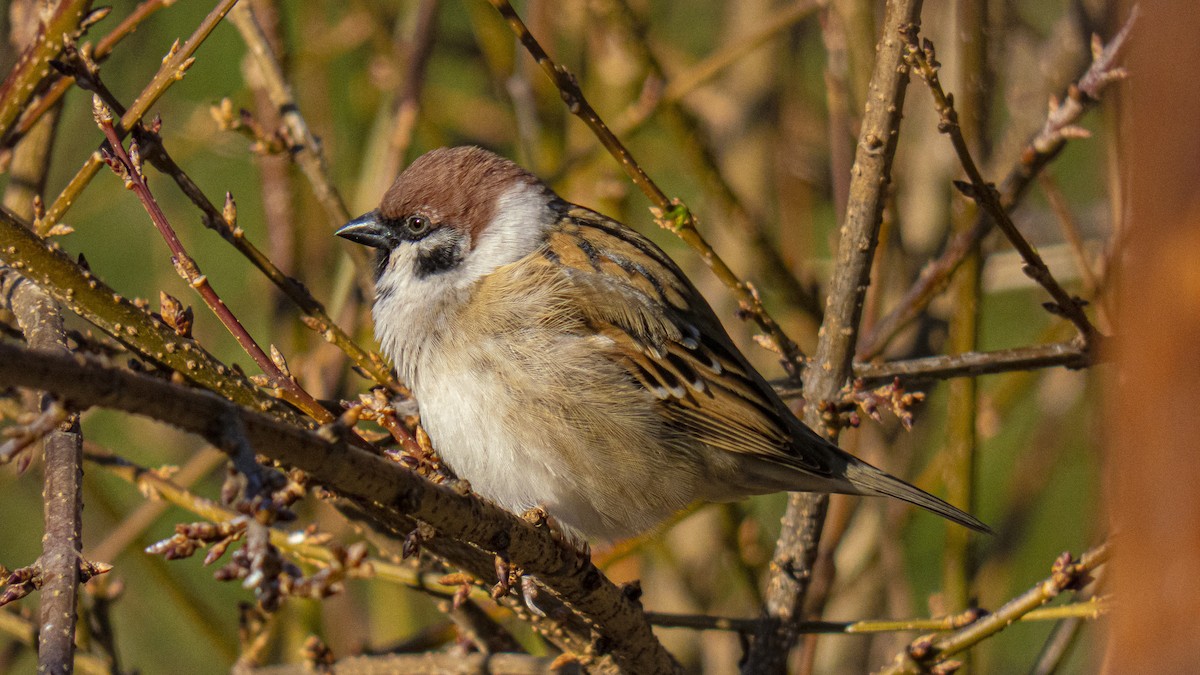 Eurasian Tree Sparrow - ML412226201